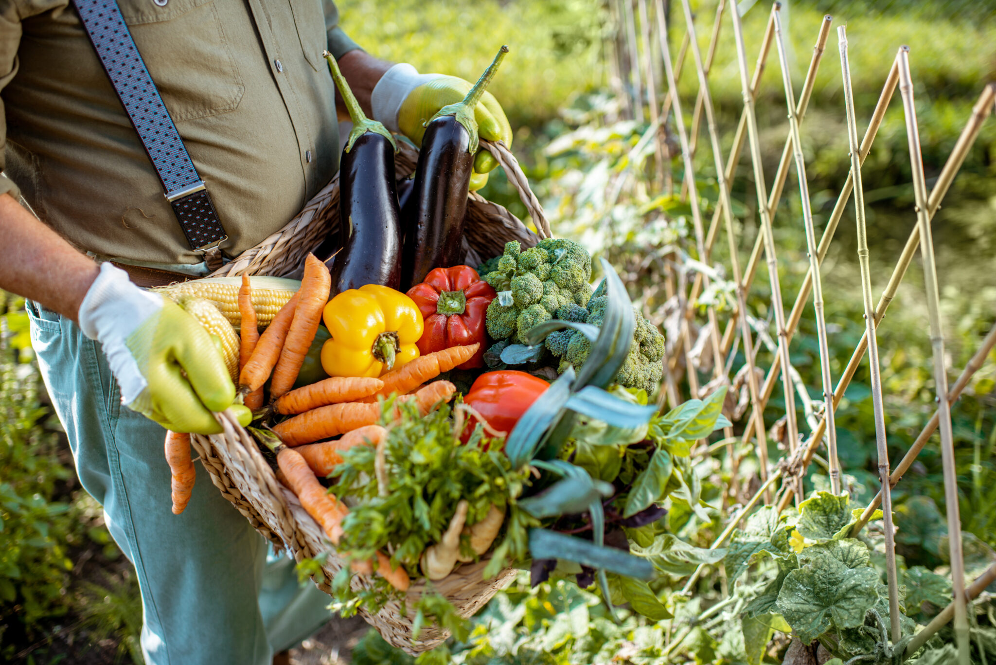 How Often To Fertilise Pot Plants: Everything To Help Your Pot Plants ...